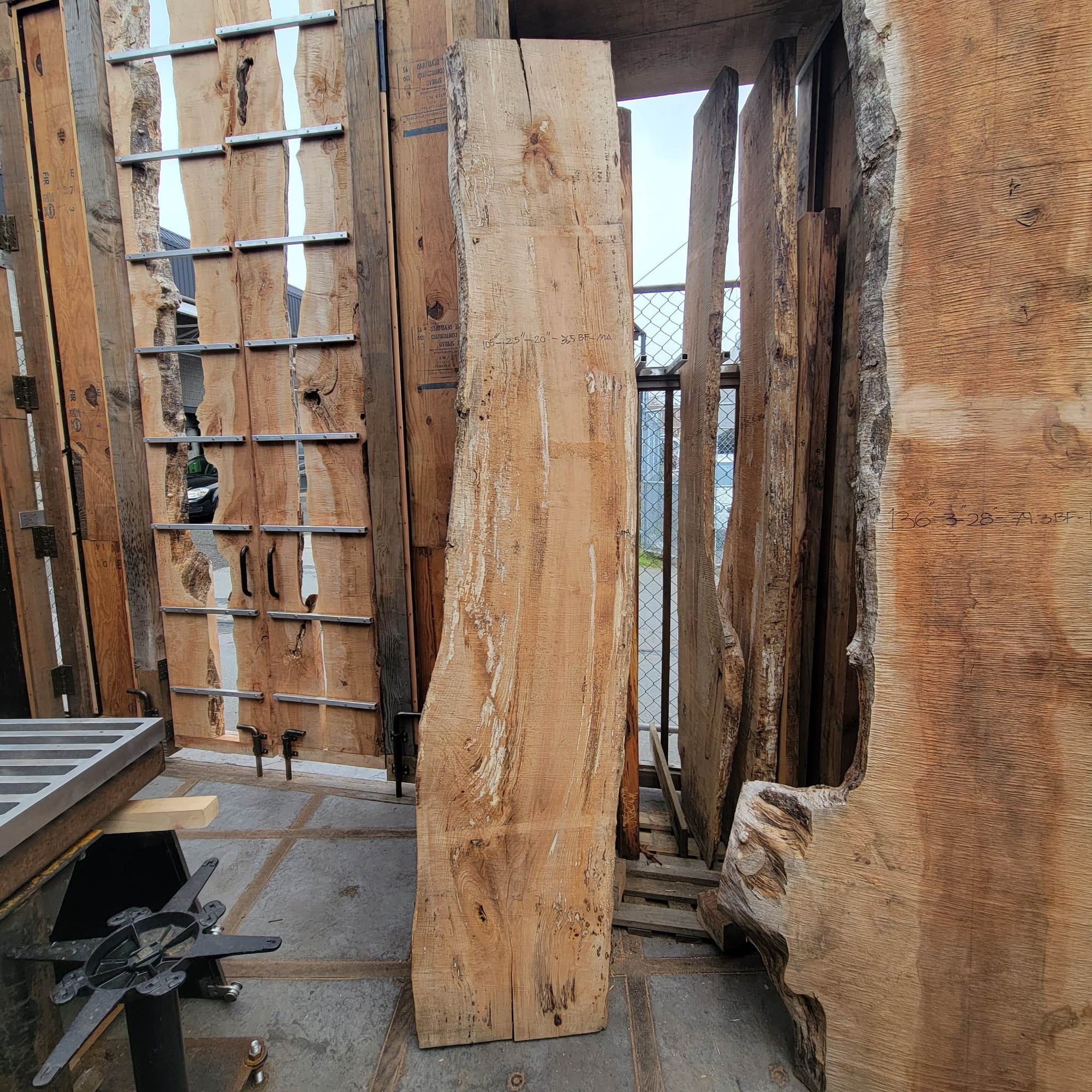 Big Leaf Maple